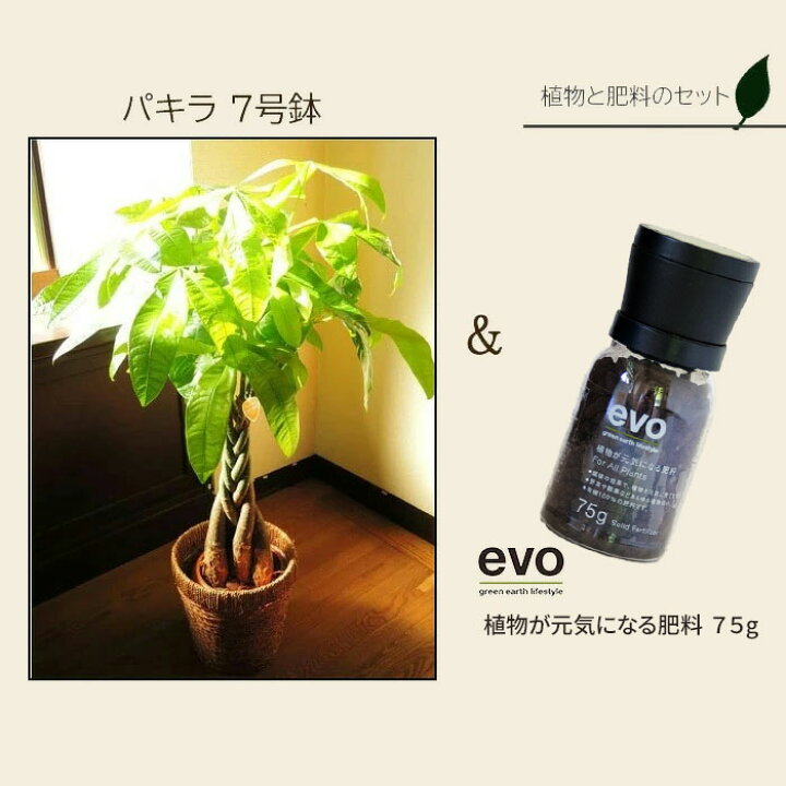 楽天市場 観葉 植物と肥料のセット パキラ 7号鉢 Evo 植物が元気になる肥料 85g パキラ Evo 観葉植物 有機混合肥料 肥料 栄養剤 プレゼント Fktk Flowerkitchenjiyugaoka 楽天市場 観葉 植物と肥料のセット パキラ 7号鉢 Evo 植物が元気になる肥料 85g パキラ Evo 観葉植物 有機混合肥料 肥料 栄養剤 プレゼント Fktk Flowerkitchenjiyugaoka