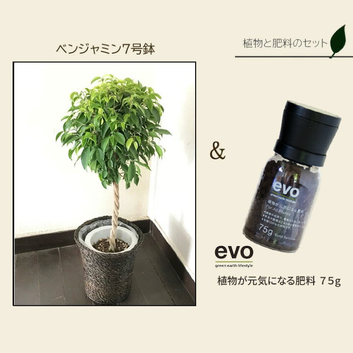 楽天市場 観葉 植物と肥料のセット ベンジャミン 7号鉢 Evo 植物が元気になる肥料 85g ベンジャミン ゴムの木 Evo 観葉植物 有機混合肥料 肥料 栄養剤 プレゼント Fktk Flowerkitchenjiyugaoka