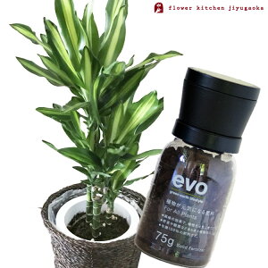 iϗtjyAƔ엿̃Zbgzw hZi WF 7 + evo ACɂȂ엿 75g x hZi WF K̖ evo ϗtA L@엿 엿 h{ v[g FKTK