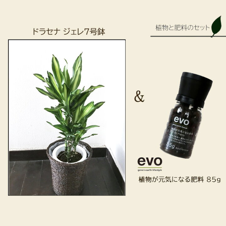 楽天市場 観葉 植物と肥料のセット ドラセナ ジェレ 7号鉢 Evo 植物が元気になる肥料 85g ドラセナ ジェレ 幸福の木 Evo 観葉植物 有機混合肥料 肥料 栄養剤 プレゼント Fktk Flowerkitchenjiyugaoka