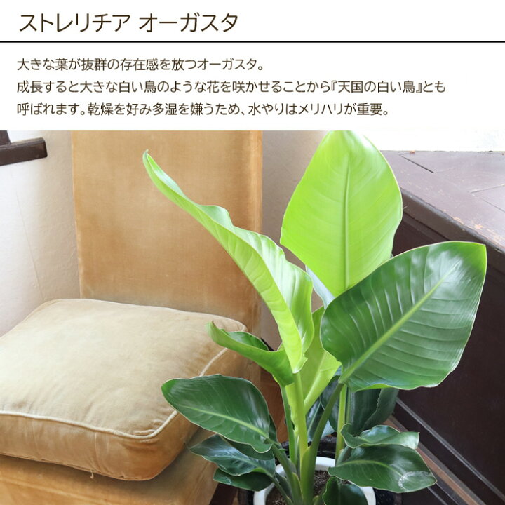 楽天市場 観葉 植物と肥料のセット ストレリチア オーガスタ 7号鉢 Evo 植物が元気になる肥料 85g ストレリチア オーガスタ Evo 観葉植物 有機混合肥料 肥料 栄養剤 プレゼント Fktk Flowerkitchenjiyugaoka