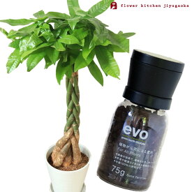 楽天市場 パキラ 肥料の通販