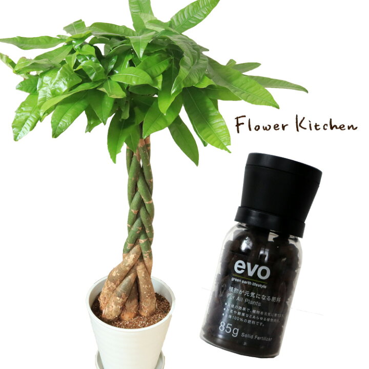 楽天市場 観葉 植物と肥料のセット パキラ 8号 白セラート鉢 Evo 植物が元気になる肥料 85g パキラ Evo 観葉植物 有機混合肥料 肥料 栄養剤 プレゼント Fktk Flowerkitchenjiyugaoka 楽天市場 観葉 植物と肥料のセット パキラ 8号 白セラート鉢 Evo 植物が元気になる肥料 85g パキラ Evo 観葉植物 有機混合肥料 肥料 栄養剤 プレゼント Fktk Flowerkitchenjiyugaoka