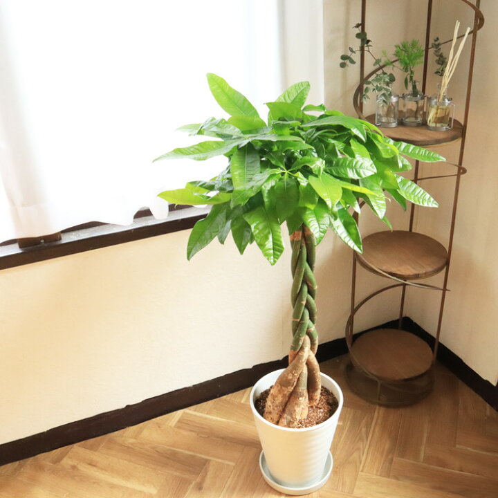 楽天市場 観葉 植物と肥料のセット パキラ 8号 白セラート鉢 Evo 植物が元気になる肥料 85g パキラ Evo 観葉植物 有機混合肥料 肥料 栄養剤 プレゼント Fktk Flowerkitchenjiyugaoka