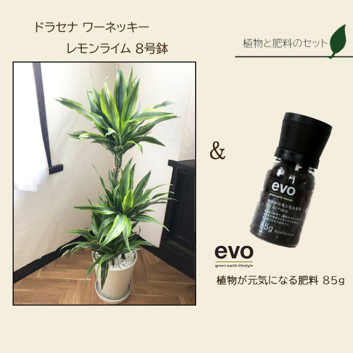 楽天市場 観葉 植物と肥料のセット ドラセナ ワーネッキー レモンライム 8号 白セラート鉢 Evo 植物が元気になる肥料 85g ドラセナ Evo 観葉植物 有機混合肥料 肥料 栄養剤 プレゼント Fktk Flowerkitchenjiyugaoka
