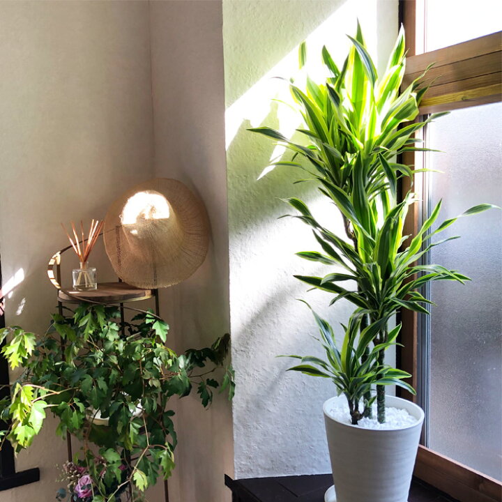 楽天市場 観葉 植物と肥料のセット ドラセナ ワーネッキー レモンライム 8号 白セラート鉢 Evo 植物が元気になる肥料 85g ドラセナ Evo 観葉植物 有機混合肥料 肥料 栄養剤 プレゼント Fktk Flowerkitchenjiyugaoka