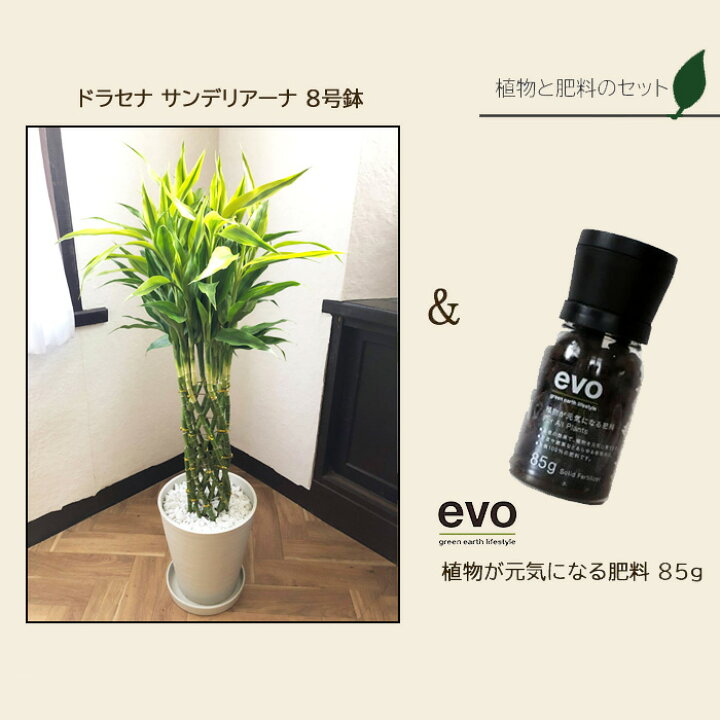 楽天市場 観葉 植物と肥料のセット ドラセナ サンデリアーナ 8号 白セラート鉢 Evo 植物が元気になる肥料 85g ドラセナ サンデリアーナ ミリオンバンブー ラッキーバンブー Evo 観葉植物 有機混合肥料 肥料 栄養剤 プレゼント Fktk Flowerkitchenjiyugaoka