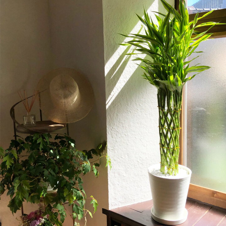 楽天市場 観葉 植物と肥料のセット ドラセナ サンデリアーナ 8号 白セラート鉢 Evo 植物が元気になる肥料 85g ドラセナ サンデリアーナ ミリオンバンブー ラッキーバンブー Evo 観葉植物 有機混合肥料 肥料 栄養剤 プレゼント Fktk Flowerkitchenjiyugaoka