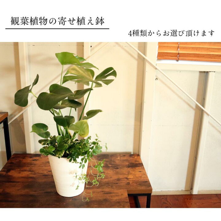 楽天市場 観葉 選べる観葉植物 8号鉢 ミニ観葉の寄せ植え 送料無料 ドラセナ モンステラ サンセベリア サンスベリア ストレリチア 観葉植物 ギフト プレゼント 贈り物 Fktk Flowerkitchenjiyugaoka
