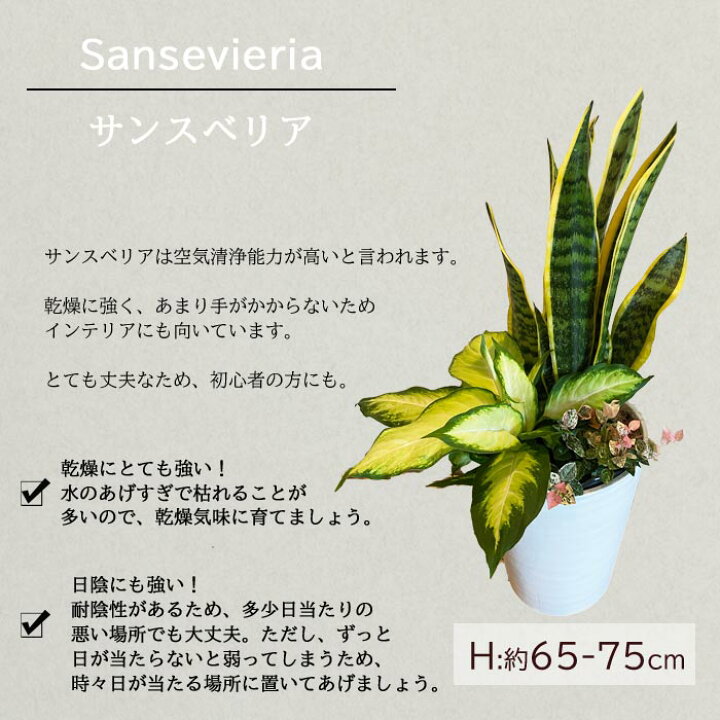 楽天市場 観葉 選べる観葉植物 8号鉢 ミニ観葉の寄せ植え 送料無料 ドラセナ モンステラ サンセベリア サンスベリア ストレリチア 観葉植物 ギフト プレゼント 贈り物 Fktk Flowerkitchenjiyugaoka 楽天市場 観葉 選べる観葉植物 8号鉢 ミニ観葉の寄せ植え 送料無料 ドラセナ モンステラ サンセベリア サンスベリア ストレリチア 観葉植物 ギフト プレゼント 贈り物 Fktk Flowerkitchenjiyugaoka