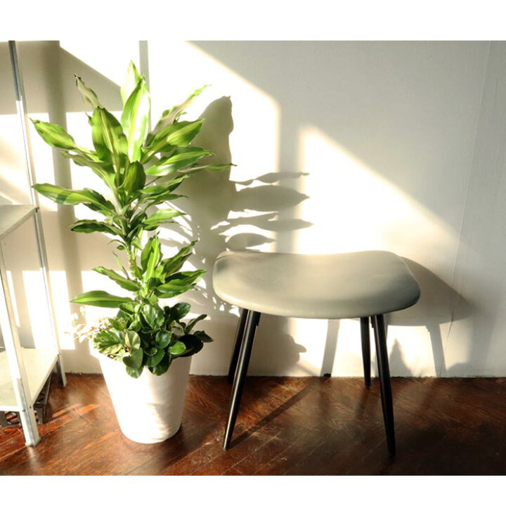 楽天市場 観葉 選べる観葉植物 8号鉢 ミニ観葉の寄せ植え 送料無料 ドラセナ モンステラ サンセベリア サンスベリア ストレリチア 観葉植物 ギフト プレゼント 贈り物 Fktk Flowerkitchenjiyugaoka 楽天市場 観葉 選べる観葉植物 8号鉢 ミニ観葉の寄せ植え 送料無料 ドラセナ モンステラ サンセベリア サンスベリア ストレリチア 観葉植物 ギフト プレゼント 贈り物 Fktk Flowerkitchenjiyugaoka