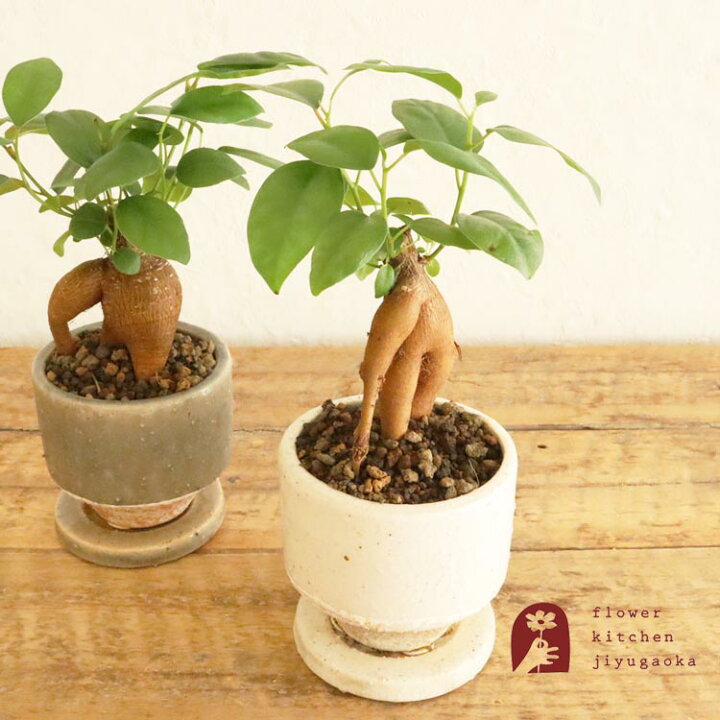 840円 激安アウトレット 多幸の樹 ガジュマル ミニサイズ 選べる陶器鉢