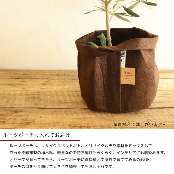 楽天市場 あす楽 観葉植物 オリーブ5号鉢 品種 ヒナカゼ ルーツポーチ2ガロン8l カラー ブラウン 持ち手無し 観葉 オリーブの木 ひなかぜ ルーツポーチ 開店祝い 引っ越し祝い Fktk Flowerkitchenjiyugaoka 楽天市場 あす楽 観葉植物 オリーブ5号鉢 品種 ヒナカゼ ルーツポーチ2ガロン8l カラー ブラウン 持ち手無し 観葉 オリーブの木 ひなかぜ ルーツポーチ 開店祝い 引っ越し祝い Fktk Flowerkitchenjiyugaoka