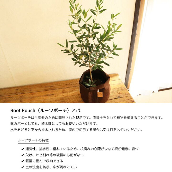 楽天市場 あす楽 観葉植物 オリーブ5号鉢 品種 ヒナカゼ ルーツポーチ2ガロン8l カラー ブラウン 持ち手無し 観葉 オリーブの木 ひなかぜ ルーツポーチ 開店祝い 引っ越し祝い Fktk Flowerkitchenjiyugaoka