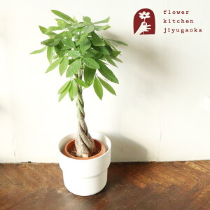 【あす楽】 観葉植物パキラ 7号鉢 + 北欧スタイル フォーレンリグ 鉢カバー パキラ ねじり 観葉 おしゃれ FORENLIG 御祝 開店祝い 引っ越し祝い プレゼント ギフト 最強配送 FKTK