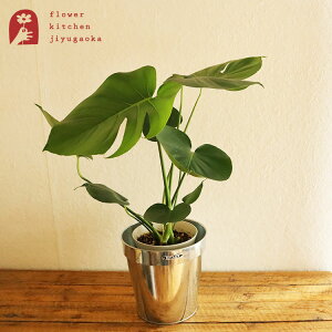 ϗtA w Xe 6 _g KoiCYh|bgJo[ xK865-1095-22 DULTON AƔJo[̃Zbg A ̔ a JX zj Vzj CeA yzA 