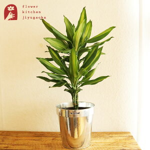 ϗtA w hZi WF 6 _g KoiCYh|bgJo[ xK865-1095-22 DULTON AƔJo[̃Zbg A ̔ a JX zj Vzj CeA  A