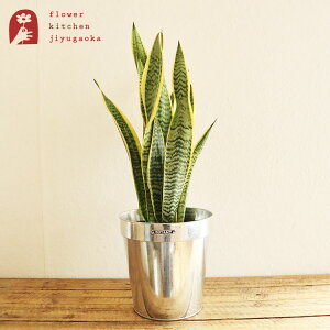 ϗtA w TXxA 6 _g KoiCYh|bgJo[ xK865-1095-22 DULTON AƔJo[̃Zbg TZxA A ̔ a JX zj Vzj CeA A