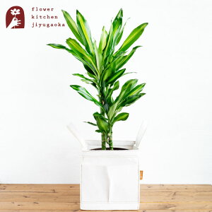 hZi WF 6 |bg 󂯎Mt Re:pot 980-005 AƔJo[̃Zbg |bg Jo[ re:pot ϗtA A ̔ a JX zj Vzj CeA yzA 