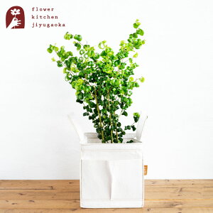 xW~ obN 6 |bg 󂯎Mt Re:pot 980-005 AƔJo[̃Zbg |bg Jo[ϗtA A ̔ a JX zj Vzj CeA yzA