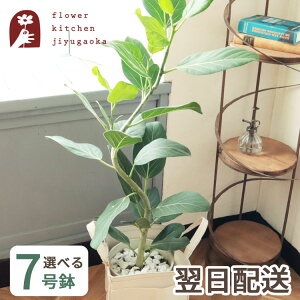 yyz ϗtA Ȃd A7 Iׂϗt IׂJSt |bg Jo[ JSt 󂯎Mt ϗt Ȃ tBJX VFt Ă₷ j JXj JƏj z