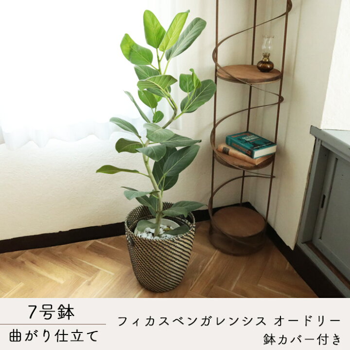 楽天市場】観葉植物 曲がり仕立て フィカス ベンガレンシス オードリー 