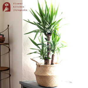 ϗtA bJ 7 +kX^CJS t[fBX Jo[ k t[fBX FLADIS 403.221.74 k CeA oXPbg A a JX zj Vzj CeA 