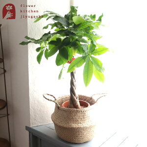 yyz ϗtA pL 7 +kX^CJS t[fBX Jo[ k FLADIS 403.221.74 CeA oXPbg ϗtA A a JX zj Vzj  A O