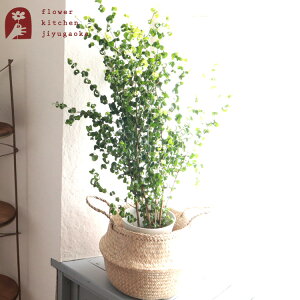 ϗtA xW~obN 7 +t[fBX Jo[ kX^C t[fBX FLADIS 403.221.74 k CeA oXPbg A a JX zj Vzj CeA A