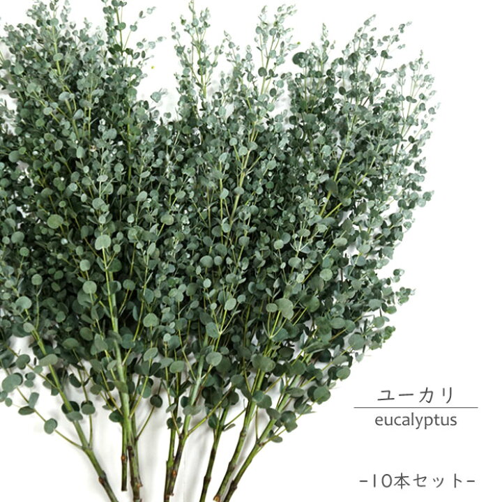 楽天市場 送料無料 一部地域を除く ユーカリ 10本セット 枝物 植物 生花 サイズ 丈70cm程度 10本 インテリア ナチュラル ギフト 枝 切り花 Fktk ギフト対応不可 Flowerkitchenjiyugaoka