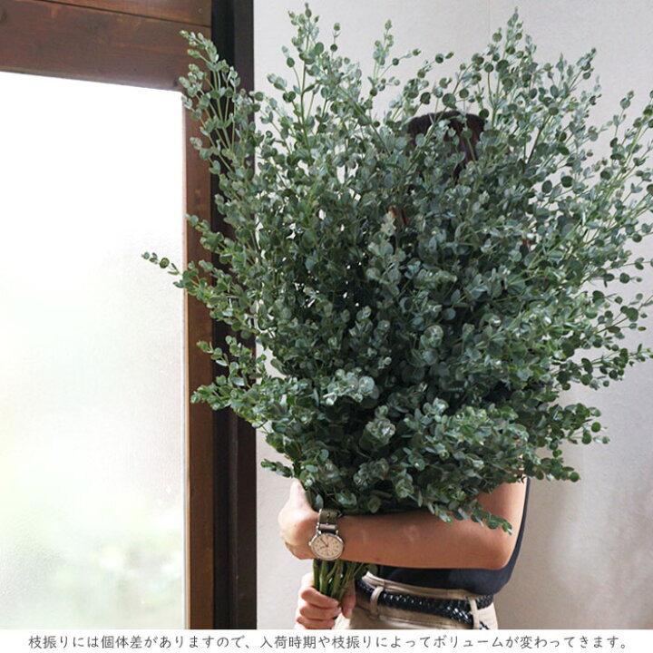 楽天市場 送料無料 一部地域を除く ユーカリ 10本セット 枝物 植物 生花 サイズ 丈70cm程度 10本 インテリア ナチュラル ギフト 枝 切り花 Fktk ギフト対応不可 Flowerkitchenjiyugaoka
