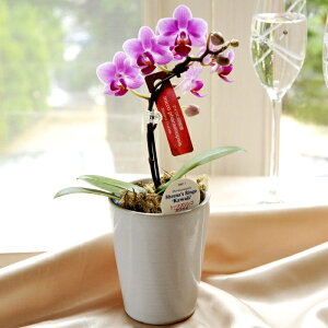 Yn̉ԃMtgy}CNӒ@Mtg{bNXzyA-141zŖm̌Ӓ R`Eyzj/a/җ//Ď//LO//A/L