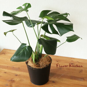 (ϗt)w Xe { uLubNEhJo[t V@ەt xyzXe lC̈Ă鑡蕨 CeAO[ {^jJCt ̔ a JX j Vz