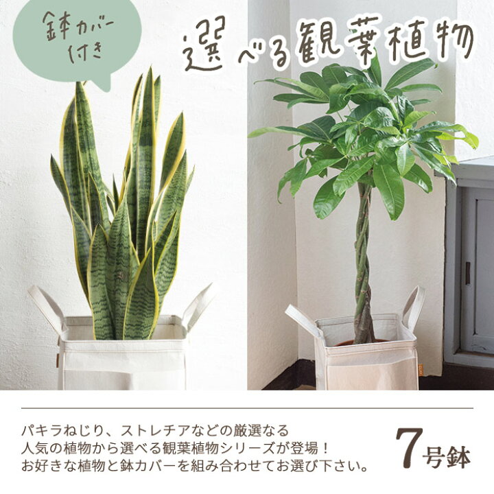 楽天市場 観葉植物 あす楽12時 観葉植物 パキラ ストレリチア ドラセナ 鉢植え7号鉢 選べる観葉 選べるカゴ付き リポット 鉢カバー カゴ付き 受け皿付き 育てやすい 御祝 開店祝 開業祝 新築祝 引っ越し祝い 結婚祝 新生活 送料無料 ギフト 父の日ギフト Fktk