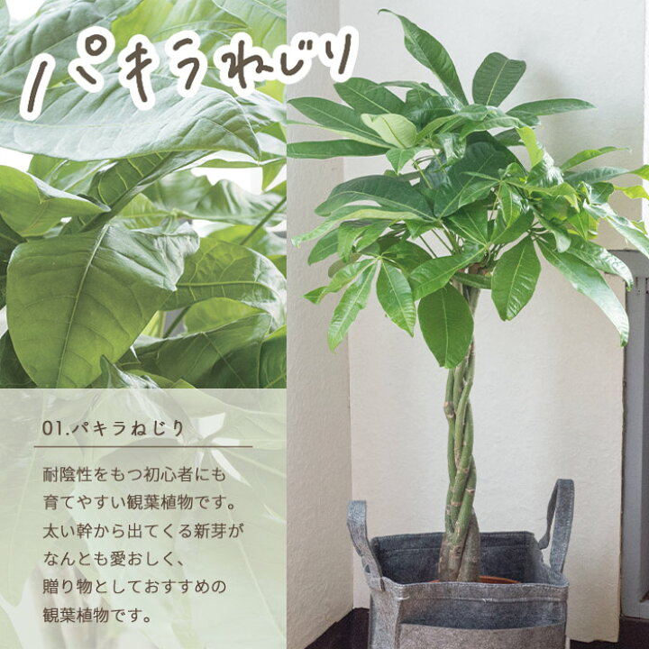 楽天市場 観葉植物 あす楽12時 観葉植物 パキラ ストレリチア ドラセナ 鉢植え7号鉢 選べる観葉 選べるカゴ付き リポット 鉢カバー カゴ付き 受け皿付き 育てやすい 御祝 開店祝 開業祝 新築祝 引っ越し祝い 結婚祝 新生活 送料無料 ギフト 父の日ギフト Fktk