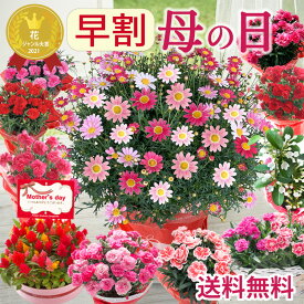 早割 母の日 プレゼント 花 ギフト カーネーション 鉢植え 選べる花鉢 マーガレット マダガスカルジャスミン ケイトウ 花ギフト 花鉢 人気 おしゃれ 可愛い 60代 70代 80代 ははの日 hahanohi 2026 FKHH 母の日 フラワーキッチン自由が丘