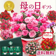 早割 母の日 プレゼント 花 カーネーション 選べる花鉢 花とスタバコーヒー ギフト 鉢植え 生花 5号 花ギ…