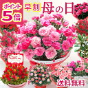 明日21日値上がりします＼早割実施中／ 母の日 カーネーション プレゼント 花 ギフト 鉢植え 選べる花鉢 マーガレット…