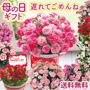 【最短出荷】遅れてごめんね！ 母の日 カーネーション プレゼント 花 ギフト 鉢植え 選べる花鉢 マーガレット マダガ…