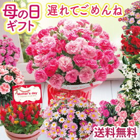 【最短出荷】遅れてごめんね！ 母の日 カーネーション プレゼント 花 ギフト 鉢植え 選べる花鉢 マーガレット マダガスカルジャスミン ケイトウ おまかせ スイーツセット 花ギフト 花鉢 人気 50代 60代 70代 80代 ははの日 hahanohi 2026 FKHH 母 フラワーキッチン自由が丘