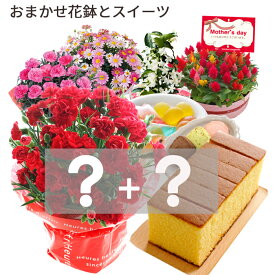 【即日出荷】遅れてごめんね！ 母の日 カーネーション プレゼント 花 ギフト 鉢植え 選べる花鉢 マーガレット マダガスカルジャスミン ケイトウ おまかせ スイーツセット 花ギフト 花鉢 人気 50代 60代 70代 80代 ははの日 hahanohi 2026 FKHH 母 フラワーキッチン自由が丘