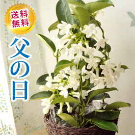 楽天市場 ジャスミン 花の通販