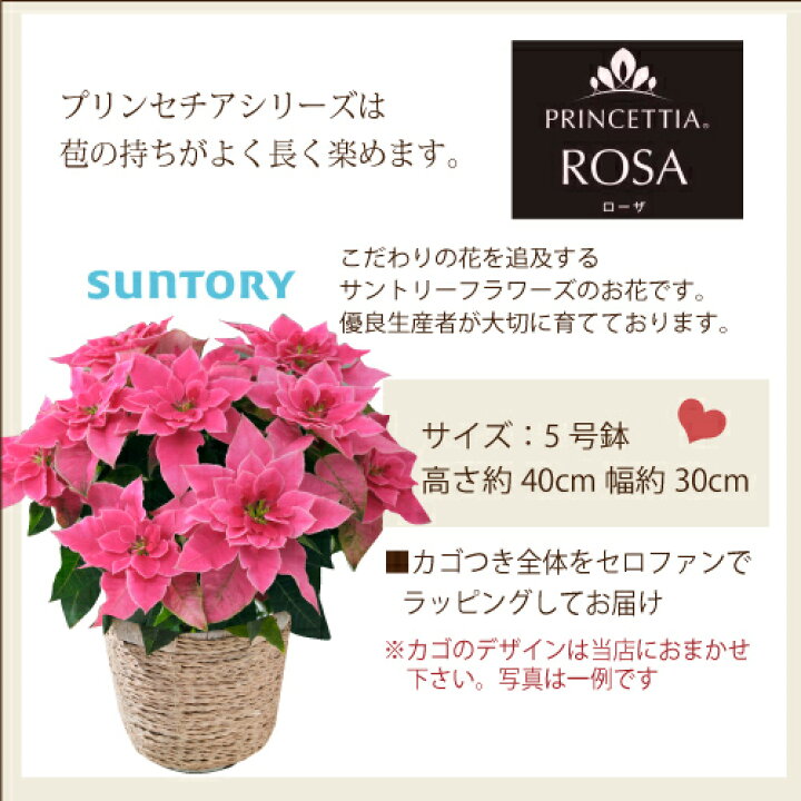 楽天市場 あす楽12時 品種が選べるプリンセチア 花鉢 かご付き ギフト可 送料無料 遠方お届け不可秋冬ギフトの定番 ポインセチア 鉢植え 花鉢 プリンセチアローザ ピュアホワイトお祝い お礼 御歳暮 贈答品 ギフト 贈り物 プレゼント 日付指定 Fktk 自由が丘