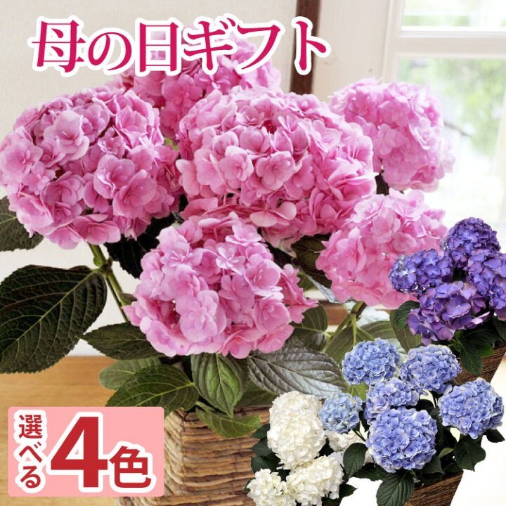 楽天市場 母の日 ギフト 母の日プレゼント 鉢植え プレゼント グラデーションあじさい 5号鉢 選べる4カラー 数量限定 花 ギフト 色が変わる不思議なあじさい 紫陽花送料無料 北海道 九州 沖縄県はお届け不可 22 Fkhh Flowerkitchenjiyugaoka