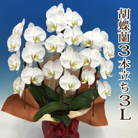楽天市場 事務所移転お祝い花の通販