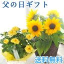 【5月末まで 早割2430円】 父の日 2022 プレゼント 花選べる花鉢 黄色バラ or ひまわり鉢植え 花 ギフトおまかせカゴ…