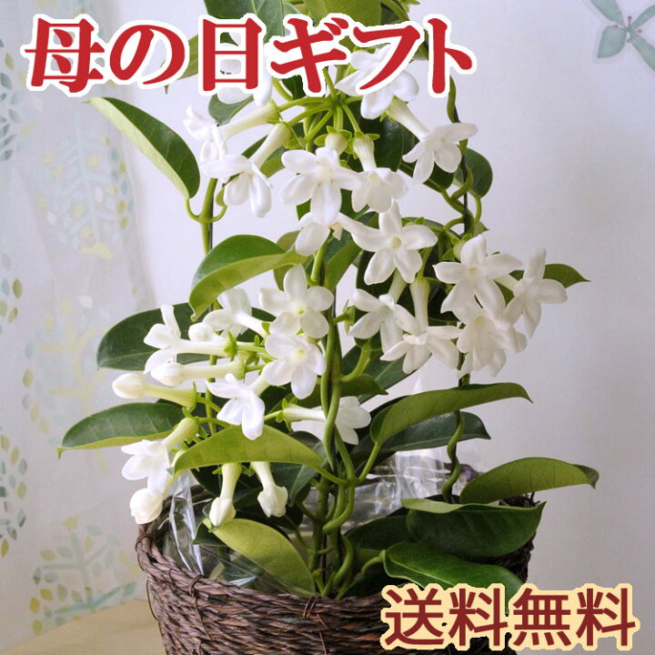楽天市場 最終受付中 ポイント10倍 まだ間に合う 母の日 ギフト プレゼント 贈り物 花鉢 マダガスカルジャスミン 4号鉢 ジャスミン いい香り かわいい白い花 花鉢 送料無料 ボリューム満点でお届け 22 Fktk 北海道 九州 沖縄 離島お届け不可