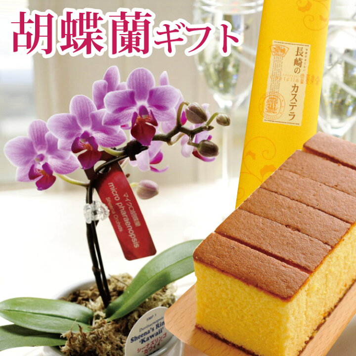 楽天市場】\1000円OFFクーポン☆5/31まで/ロスフラワー セール マイクロ胡蝶蘭 と 長崎カステラ のスイーツセット 母の日ギフト 送料無料 産地直送 椎名洋ラン園 胡蝶蘭 鉢植え花とスイーツ 長崎和泉屋 はちみつカステラ 2022 FKHH FKTK : FlowerKitchenJIYUGAOKA 楽天市場】\1000円OFFクーポン☆5/31まで/ロスフラワー セール マイクロ胡蝶蘭 と 長崎カステラ のスイーツセット 母の日ギフト 送料無料 産地直送 椎名洋ラン園 胡蝶蘭 鉢植え花とスイーツ 長崎和泉屋 はちみつカステラ 2022 FKHH FKTK : FlowerKitchenJIYUGAOKA