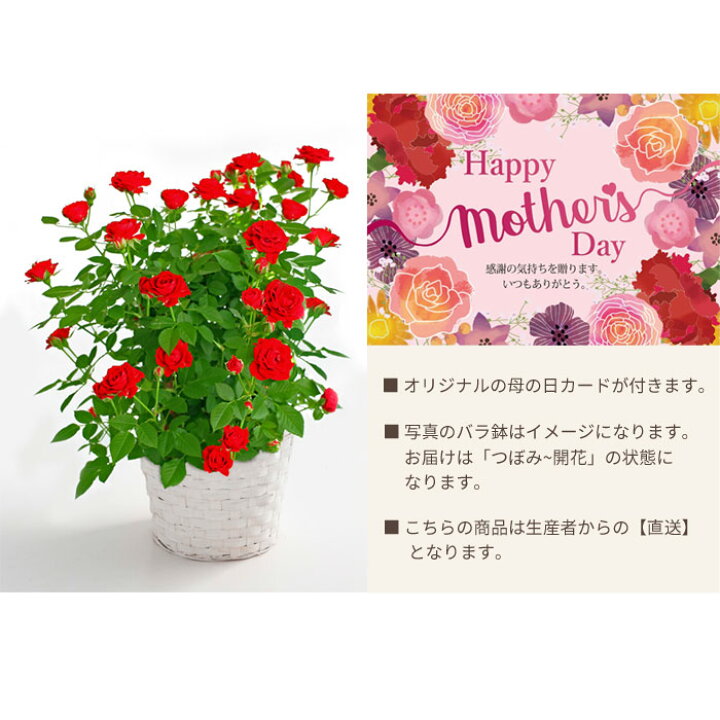 楽天市場 受付終了 母の日 ギフト ミニバラ シルクレッド 5号鉢 バラ花鉢 母の日 プレゼント 産地厳選 送料無料 バラの鉢植え 薔薇 鉢植えショップオブザイヤー受賞shop発 フラワーギフト 22 Fkhh Flowerkitchenjiyugaoka