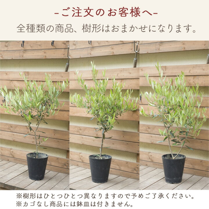 楽天市場】オリーブの木 観葉植物 品種おまかせ 6号鉢 Mサイズ カゴ 